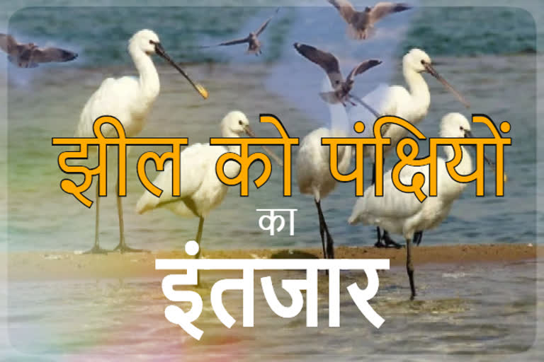 alert-in-sirpur-lake-after-bird-tragedy-in-rajasthan-migratory-birds-not-coming-in-indore