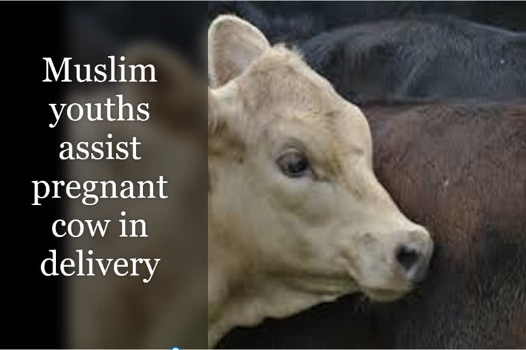 Two youth come to the aid of pregnant cow