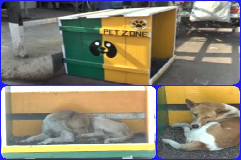 SHELTER FOR GHY STREET DOG