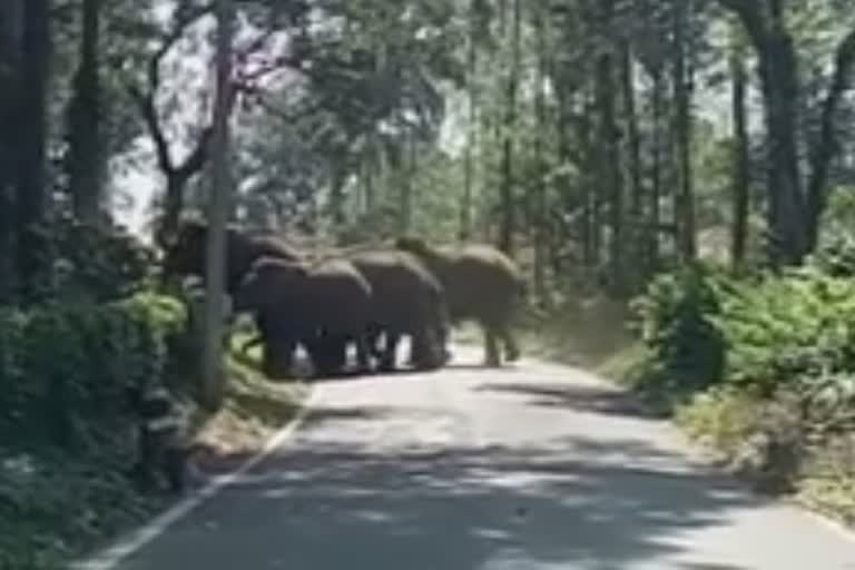 ವಿರಾಜಪೇಟೆ ತಾಲೂಕಿನ ನೂಕ್ಯ ಗ್ರಾಮ