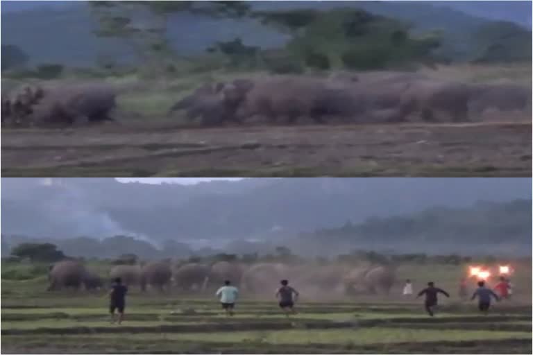 Baksa kumarikata Wild elephant destroy home and paddy field