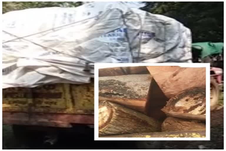 two-tractors-with-wood-seized-forest-department-operation-in-akola