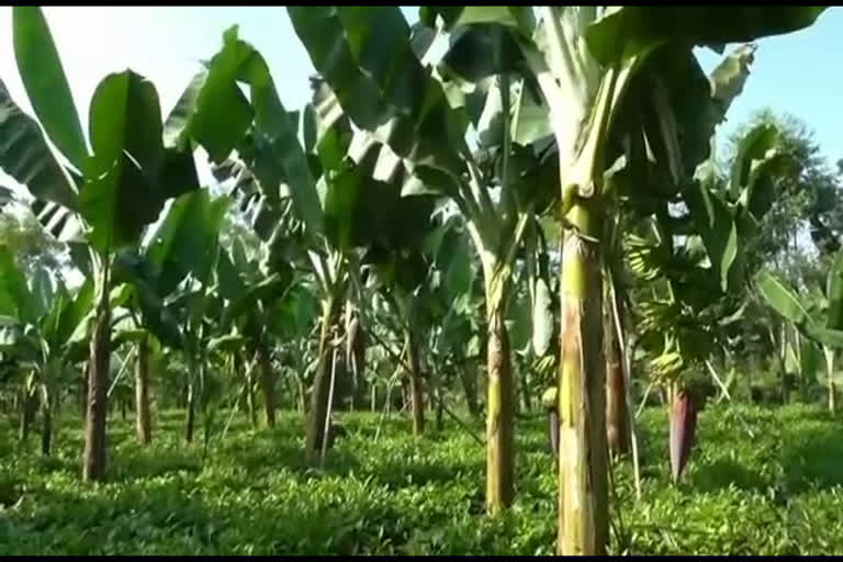 Farming in flood affected areas