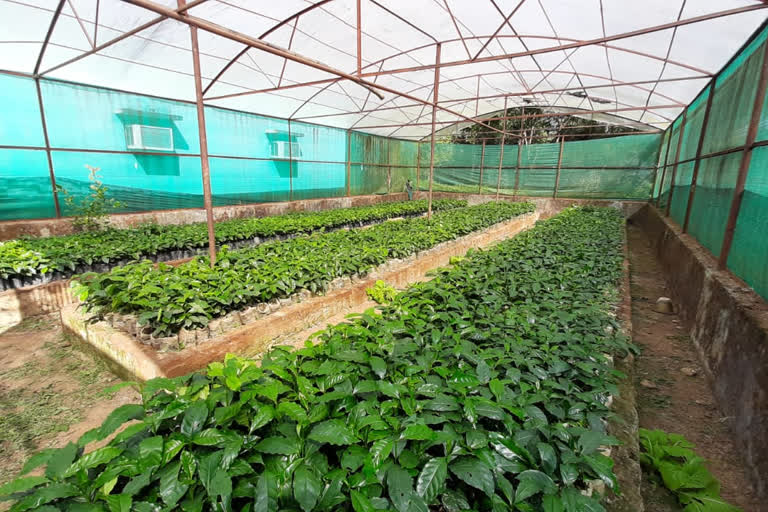 কালিম্পং কফি, coffee plantation in Kalimpong