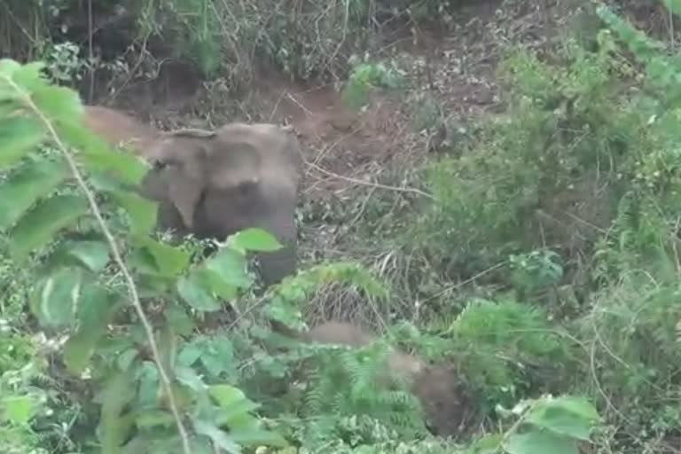 baby elephant died