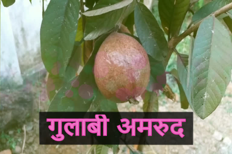 betul news , गुलाबी अमरुद, farmer's house, आकर्षण का केंद्र  , शासकीय जेएच कॉलेज