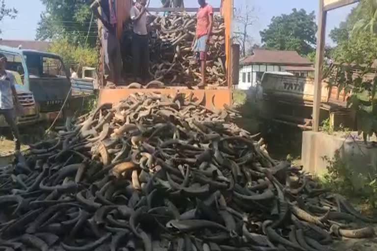 Huge amount of buffelo horn seized in Srirampur