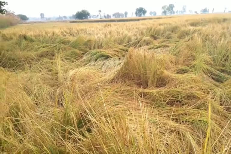 crops damaged due to rain in jind