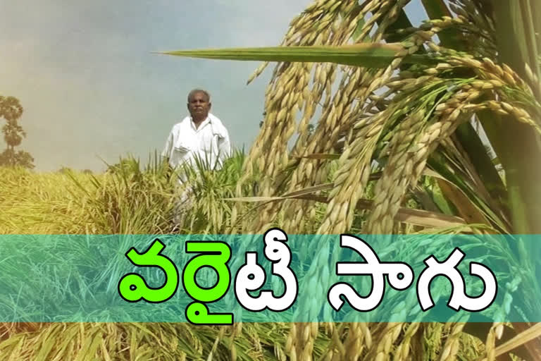 rice cultivation