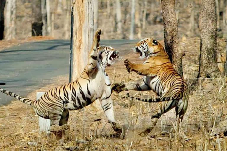 Anil Kumble visit tadoba  national park