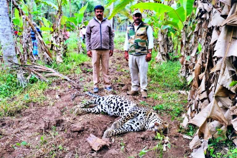 Leopard died