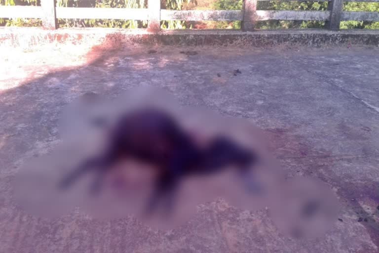 dead-calf-for-tiger-attack-in-bhatkala