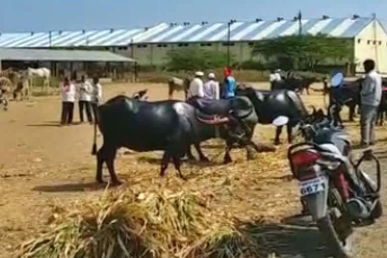 rate of animal food increase at osmanabad