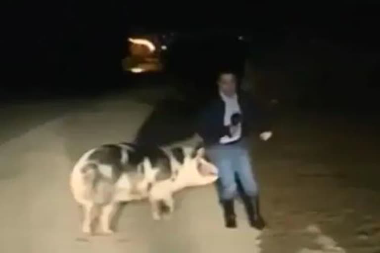 pig chase reporter