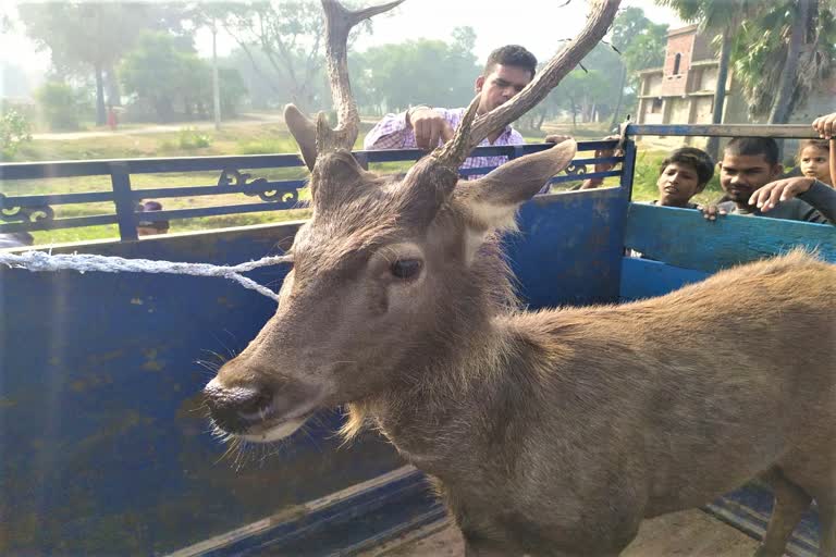 reindeer reached aurangabad by wandering from the jungle