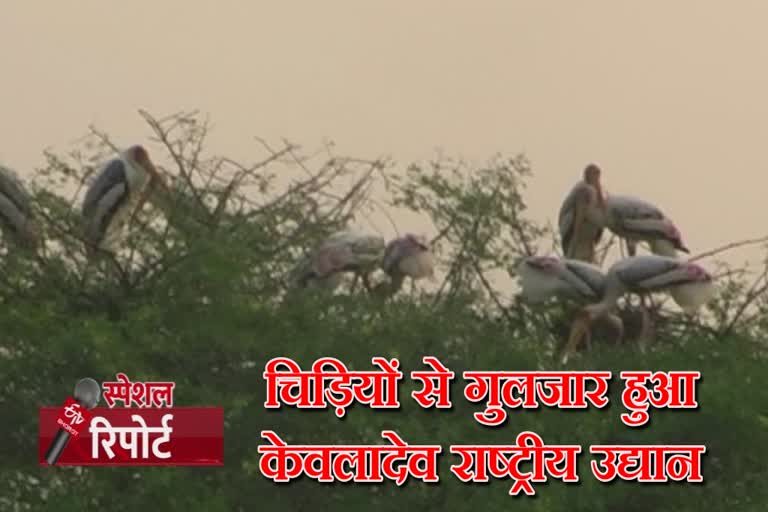 चिड़ियों से गुलजार हुआ केवलादेव राष्ट्रीय उद्यान, Keoladeo National Park buzzed with birds