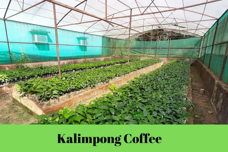 Kalimpong Coffee