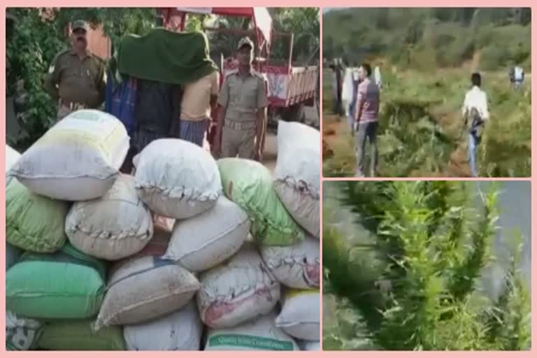 1000-kg-ganja-seize-and-ganja-destory-in-jeypore-of-koraput-dist