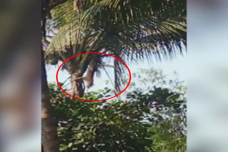 leopard climbed tree