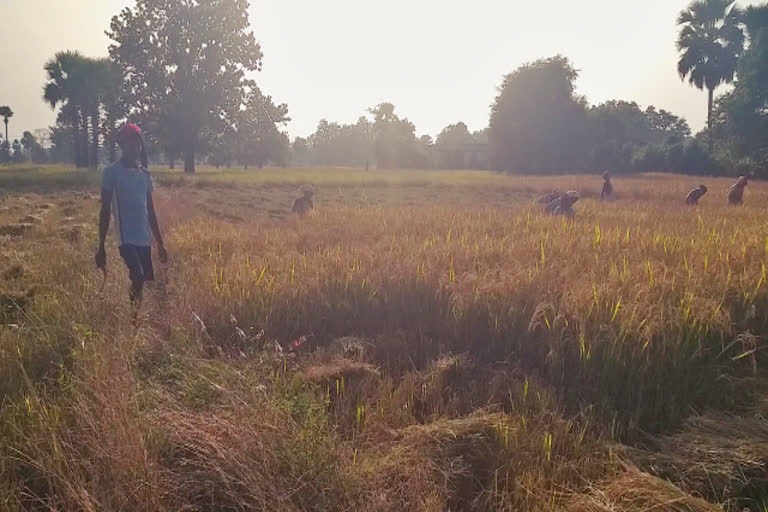 farmers started paddy harvesting in bijapur