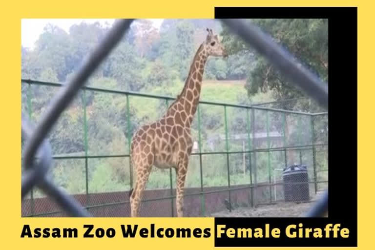 Assam zoo welcomes female giraffe after 8 years