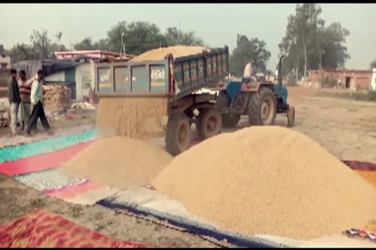 Chaos in paddy procurement centers is causing problems to farmers in gariaband