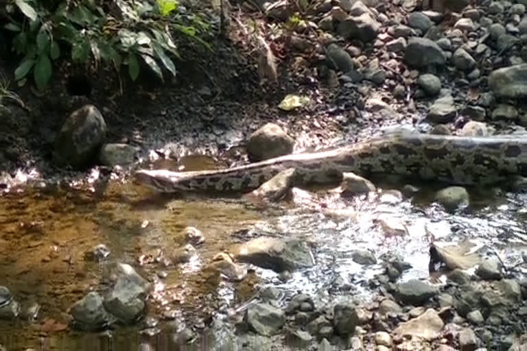 The forest department caught the python