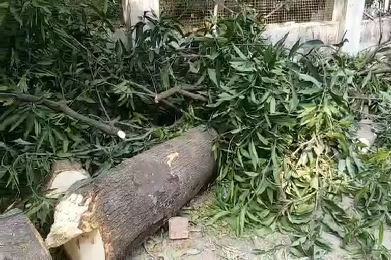 1 lakh fine imposed on cutting trees in Bhopal