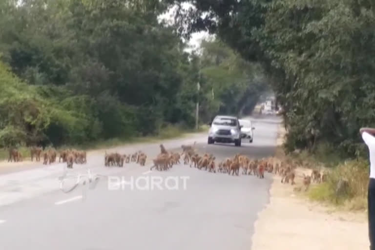 monkeys-attack-to-farmers-in-siddipet-district