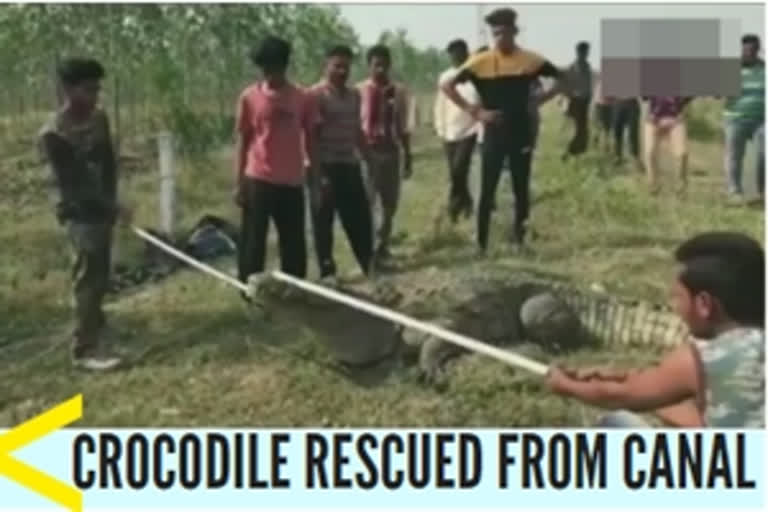 Guj: Crocodile rescued from canal