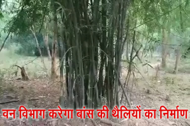 Forest department will manufacture bamboo bags