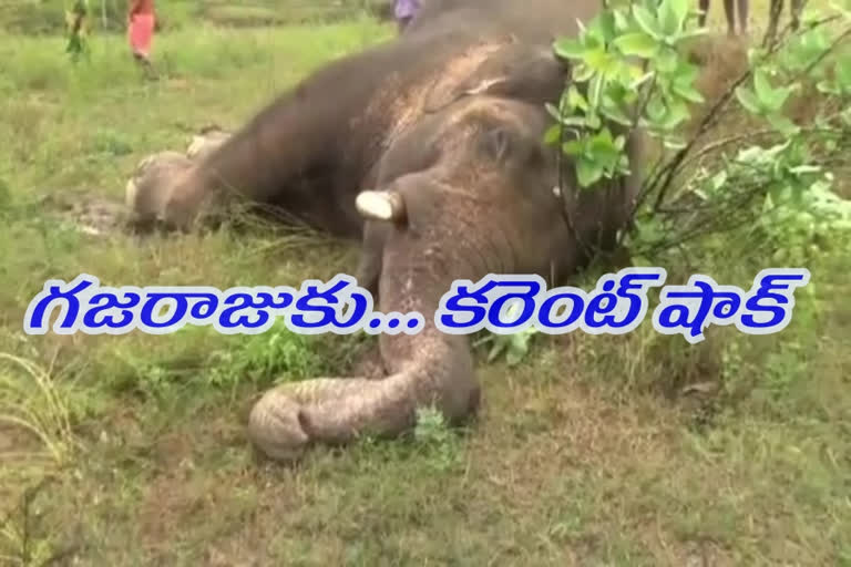 elephant-killed-by-electrocution-at-chittor