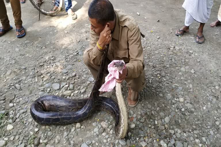 giant python found at Rangapara