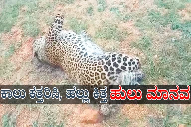 Leopard suspicious death