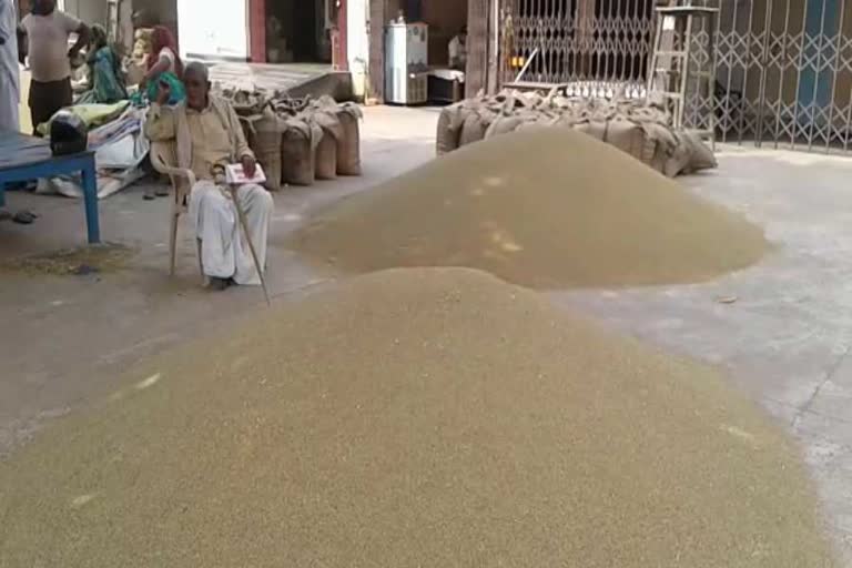 72.99 lakh MT ton paddy purchase in haryana