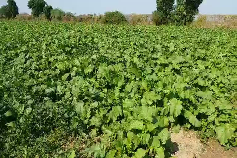 Pali mustard crop news, पाली न्यूज