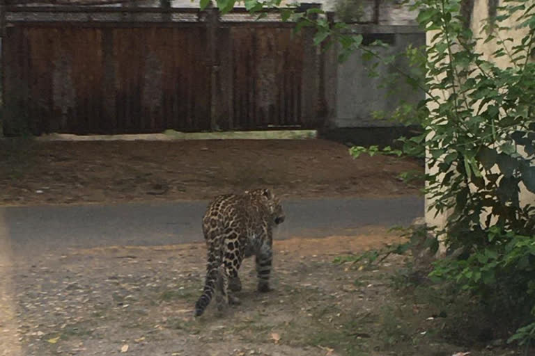 leopard found in a civil society in Aurangabad