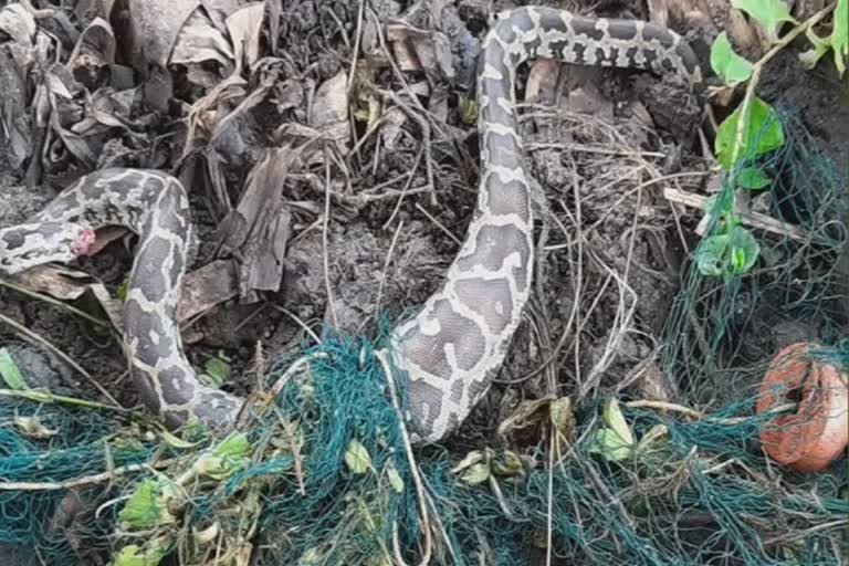 மீன்பிடி வலையில் சிக்கி 4 மலைப் பாம்புகள் உயிரிழப்பு