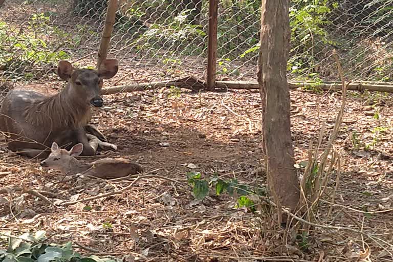 new-baby-deer-born-in-nandankanan-of-bbsr