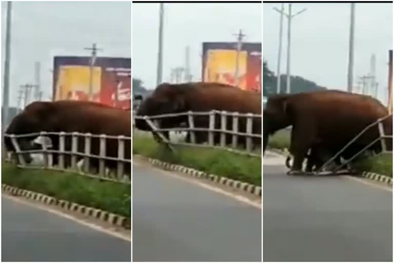 Female elephant breaks guard rail in Kerala, video goes viral