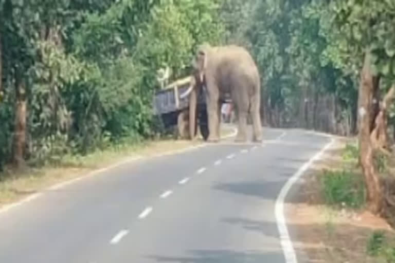 Elephant attack