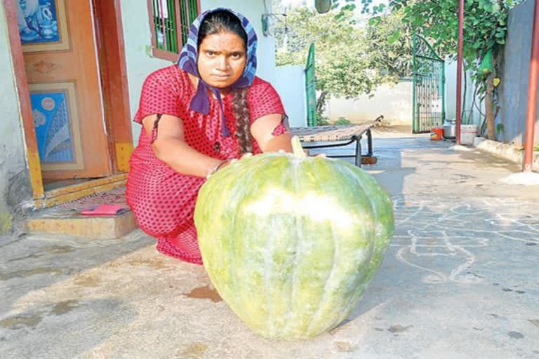 నారాయణమ్మ ఇంట్లో చెట్టంత... భారీ గుమ్మడికాయ