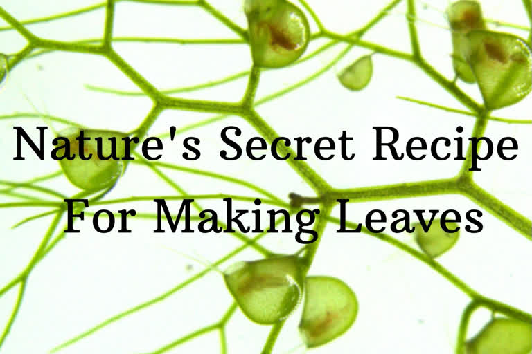 Nature’s secret recipe for making leaves is discovered