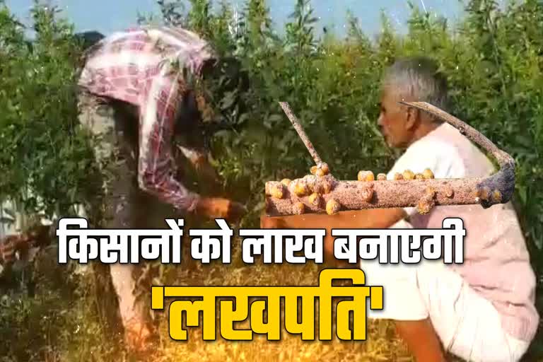 lakh farming in harda