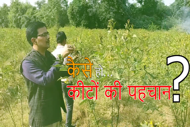 reewa news,  how farmers should be careful in tur farming , अरहर की खेती , अरहर खरीफ़