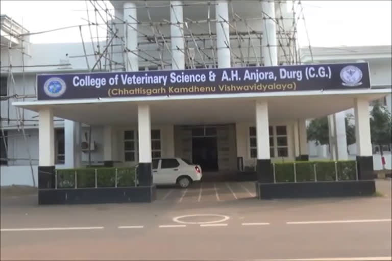 Jungle safari lion cub treated at Kamdhenu University