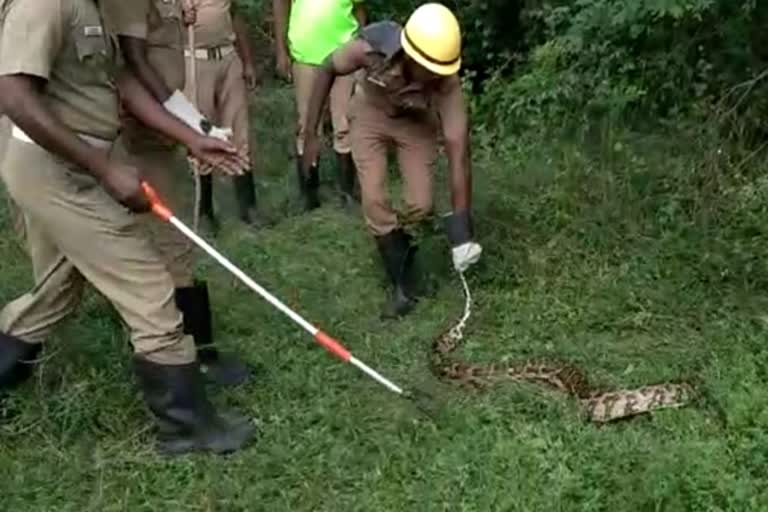 snake, python swallowed peacock