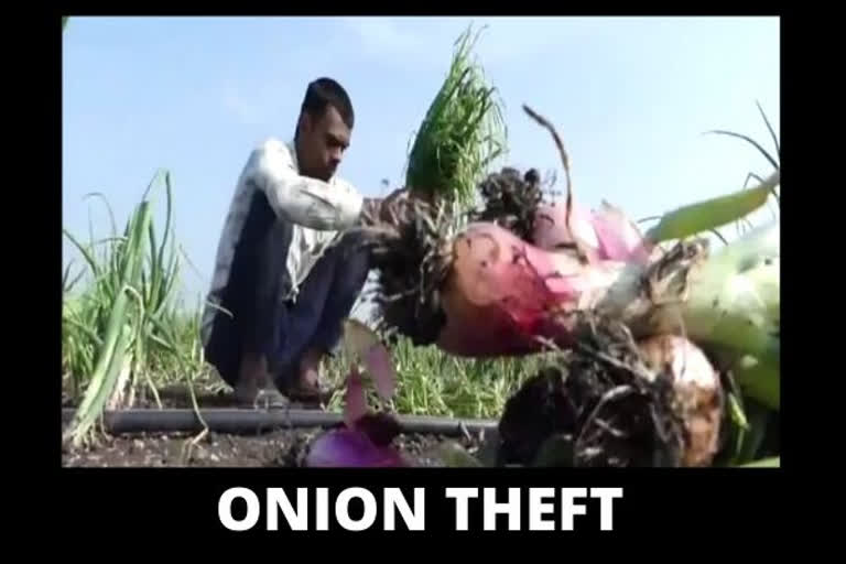 MP: Onion crop worth Rs 30,000 stolen from farmer's field