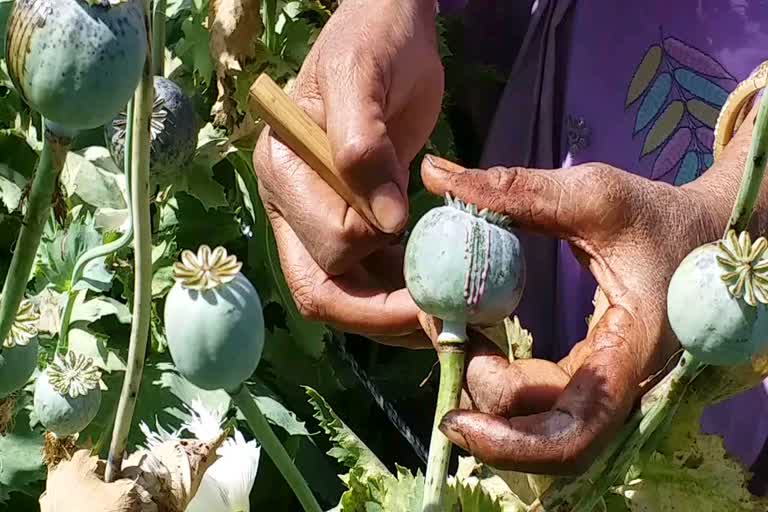 Farmers confused about  new opium policy