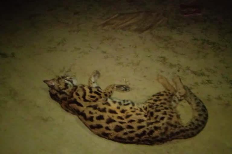 leopard death body recovered